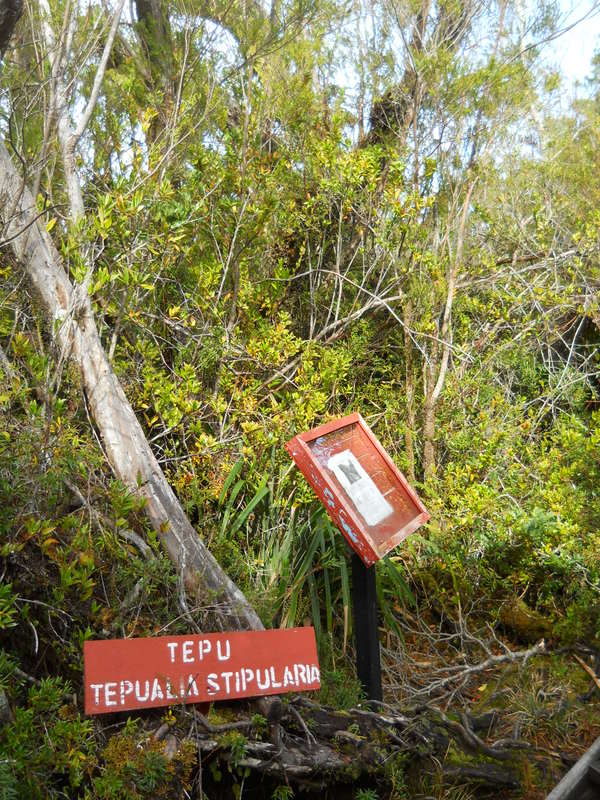 Foto: Parque Nacional Chiloe - Cucao (Los Lagos), Chile