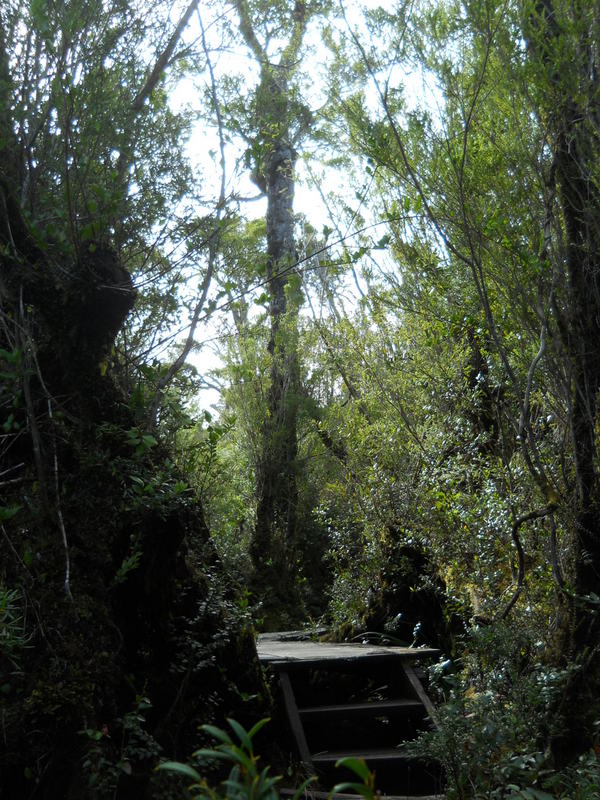 Foto: Parque Nacional Chiloe - Cucao (Los Lagos), Chile