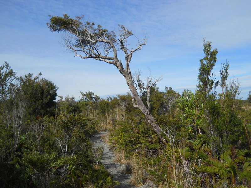 Foto: Parque Nacional Chiloe - Cucao (Los Lagos), Chile