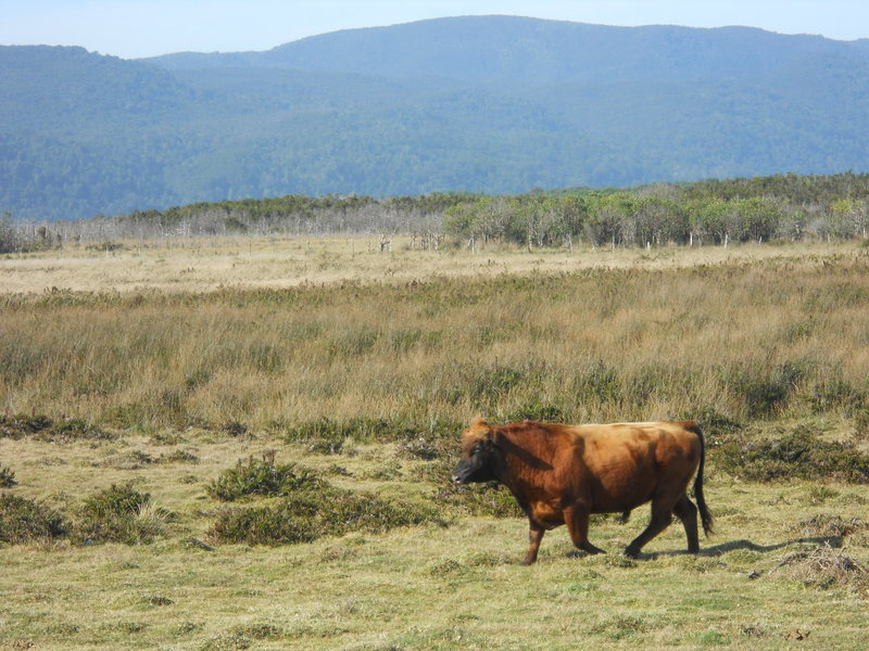 Foto: Cucao - Cucao (Los Lagos), Chile