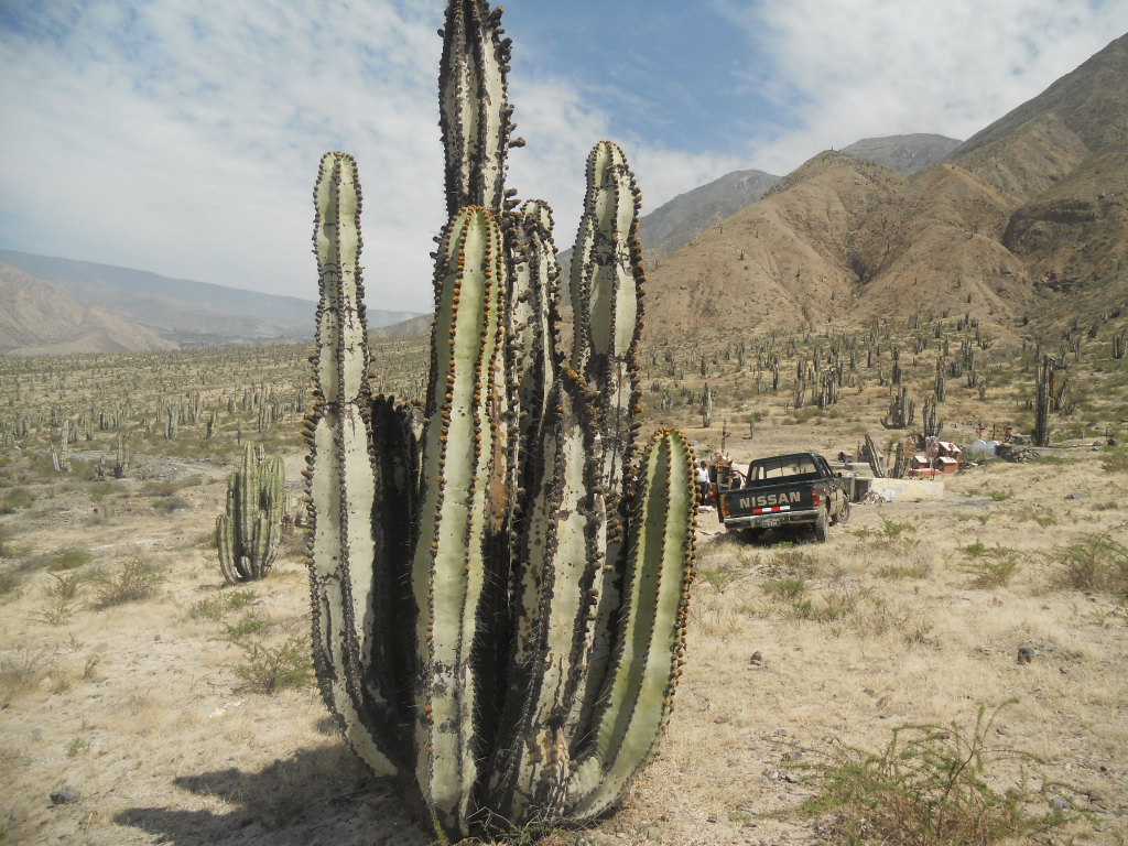 Foto: Captus - Pacaychacra (Arequipa), Perú