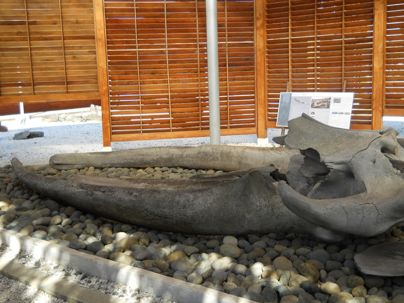 Foto: ancud - Ancud (Los Lagos), Chile