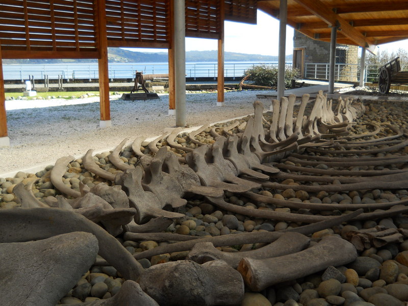 Foto: Ancud - Ancud (Los Lagos), Chile