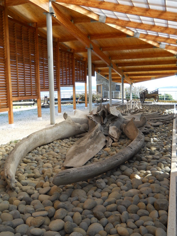 Foto: Ancud - Ancud (Los Lagos), Chile