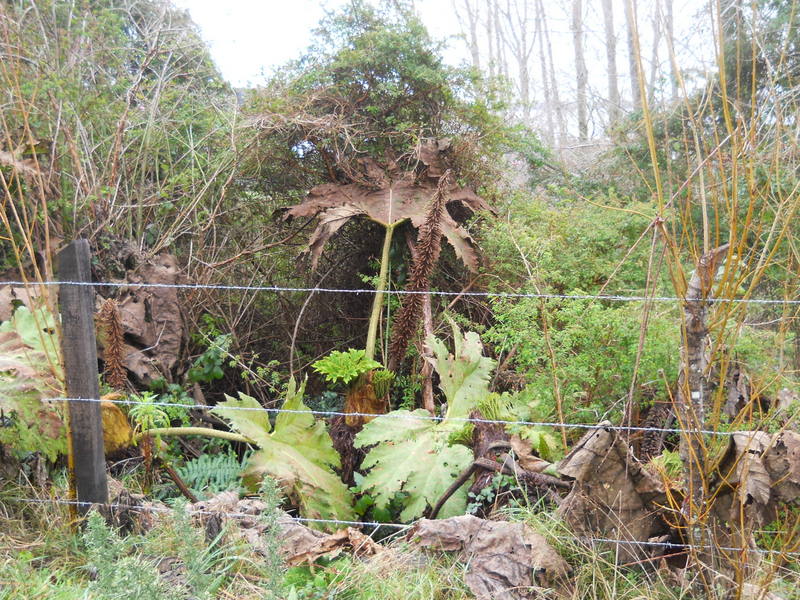 Foto: Quinchao - Quinchao (Los Lagos), Chile