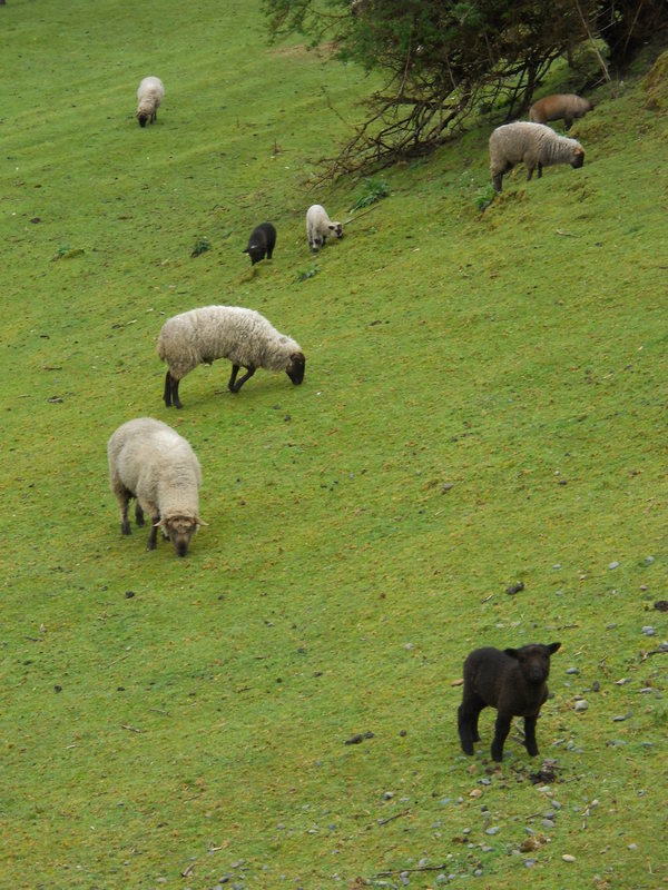 Foto: Quinchao - Quinchao (Los Lagos), Chile