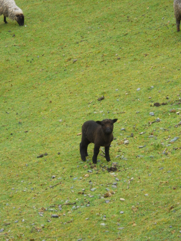 Foto: Quinchao - Quinchao (Los Lagos), Chile