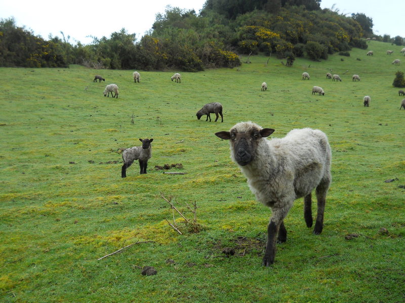 Foto: Quinchao - Quinchao (Los Lagos), Chile