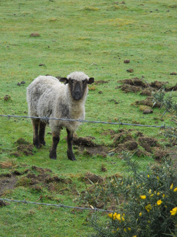 Foto: Quinchao - Quinchao (Los Lagos), Chile