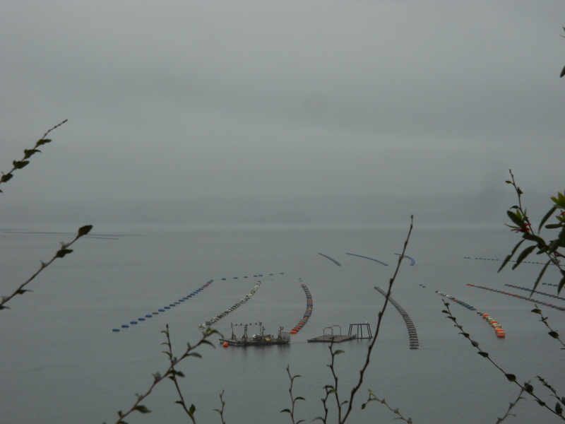 Foto: Puqueldon - Puqueldon (Los Lagos), Chile