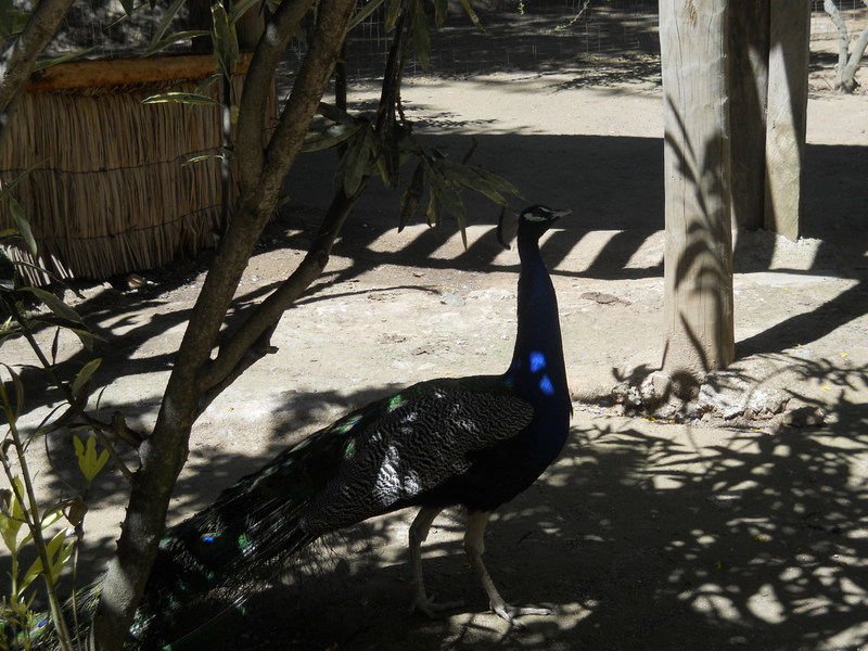Foto: Quilpue - Quilpue (Valparaíso), Chile