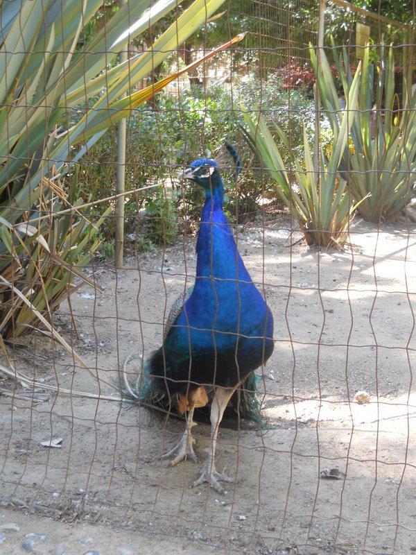 Foto: Quilpue - Quilpue (Valparaíso), Chile