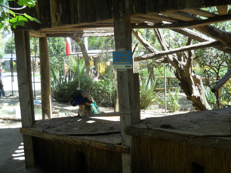 Foto: Quilpue - Quilpue (Valparaíso), Chile