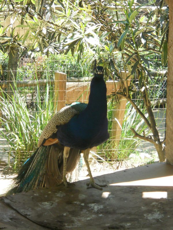 Foto: Quilpue - Quilpue (Valparaíso), Chile