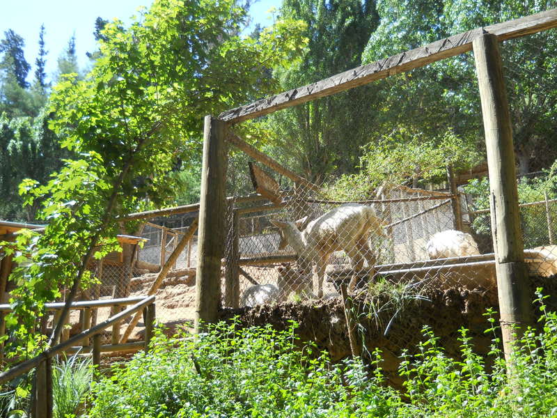 Foto: Quilpue - Quilpue (Valparaíso), Chile