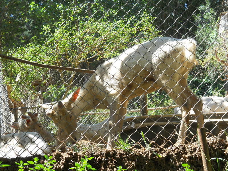 Foto: Quilpue - Quilpue (Valparaíso), Chile