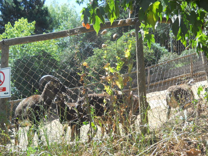 Foto: Quilpue - Quilpue (Valparaíso), Chile