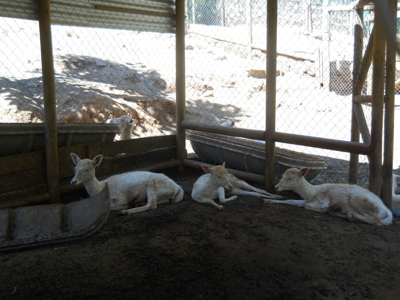 Foto: Quilpue - Quilpue (Valparaíso), Chile