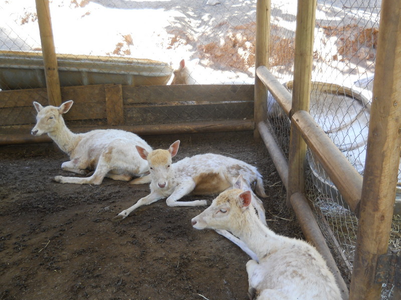 Foto: Quilpue - Quilpue (Valparaíso), Chile