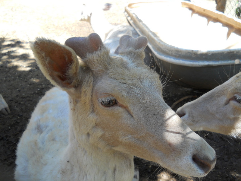 Foto: Quilpue - Quilpue (Valparaíso), Chile