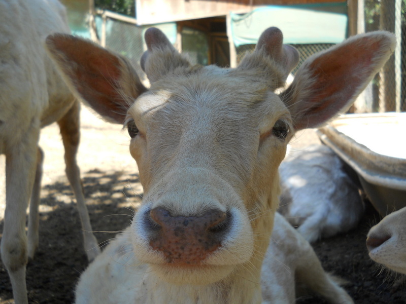 Foto: Quilpue - Quilpue (Valparaíso), Chile