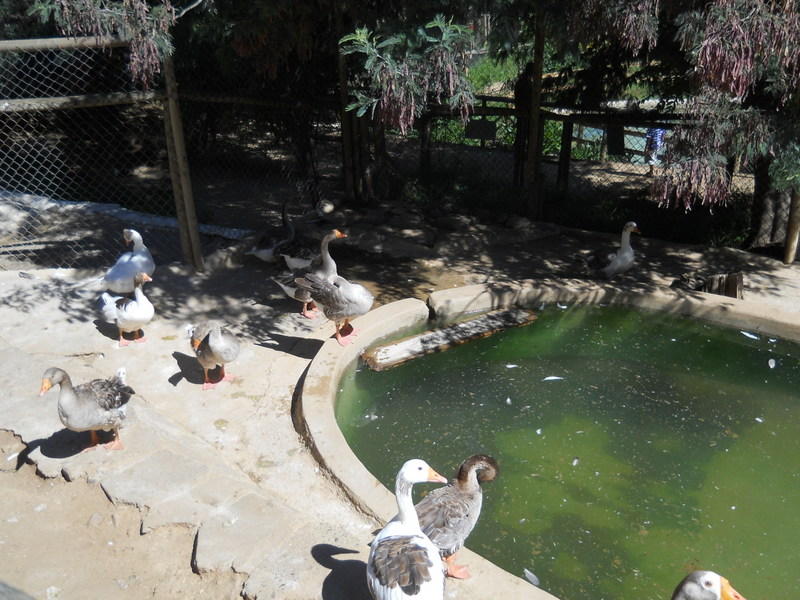 Foto: Quilpue - Quilpue (Valparaíso), Chile