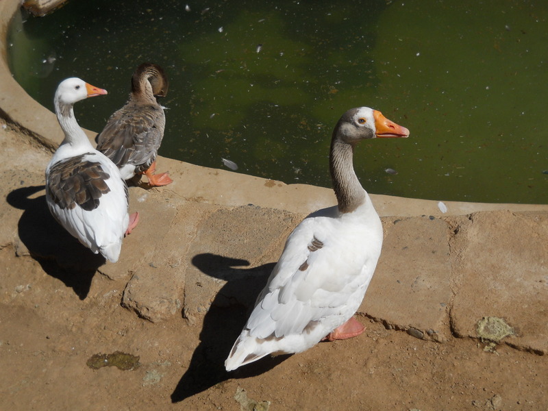 Foto: Quilpue - Quilpue (Valparaíso), Chile