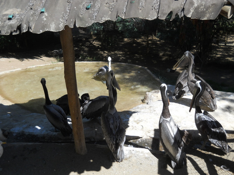 Foto: Quilpue - Quilpue (Valparaíso), Chile