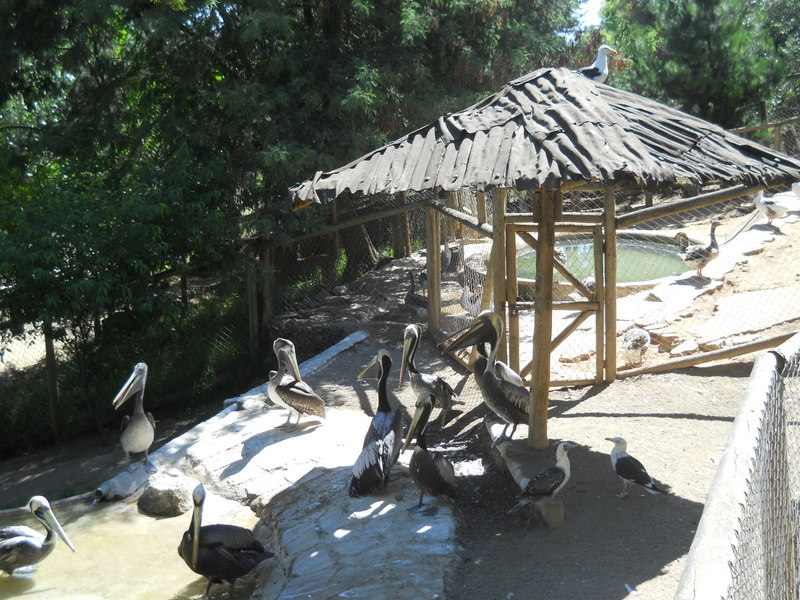 Foto: Quilpue - Quilpue (Valparaíso), Chile