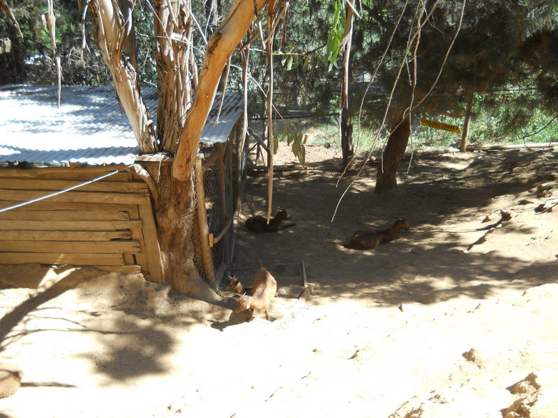 Foto: Quilpue - Quilpue (Valparaíso), Chile