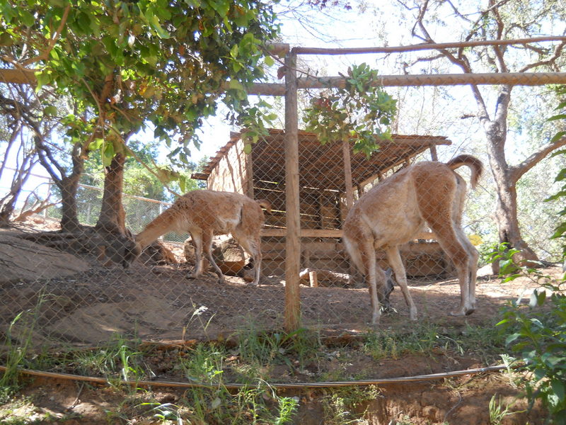 Foto: Quilpue - Quilpue (Valparaíso), Chile