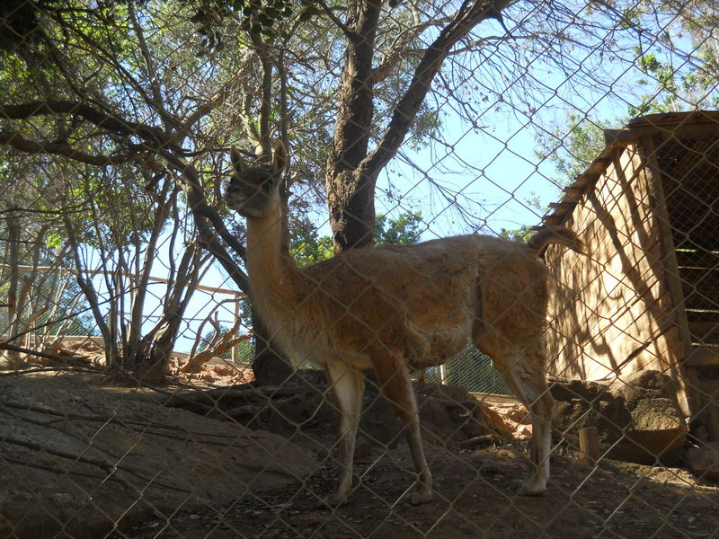 Foto: Quilpue - Quilpue (Valparaíso), Chile