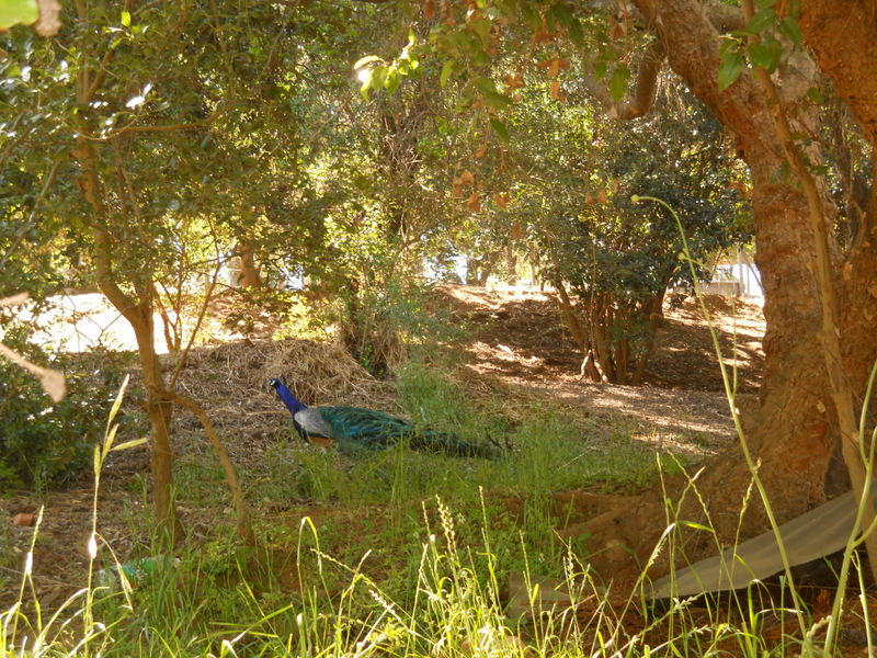 Foto: Quilpue - Quilpue (Valparaíso), Chile