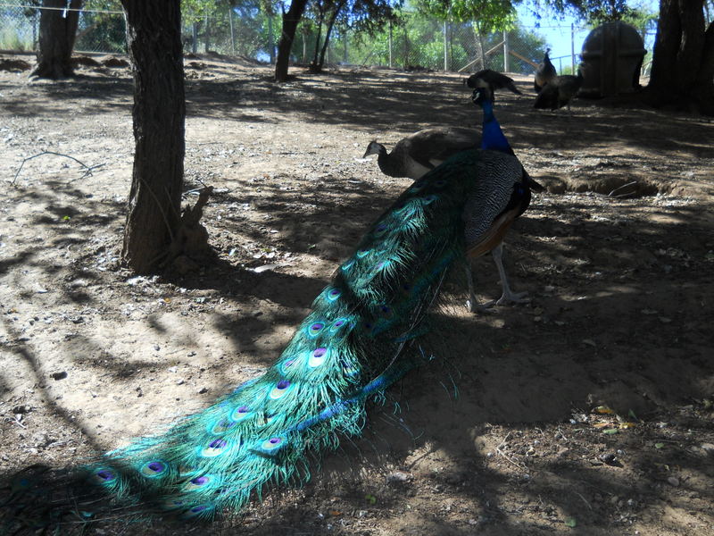 Foto: Quilpue - Quilpue (Valparaíso), Chile
