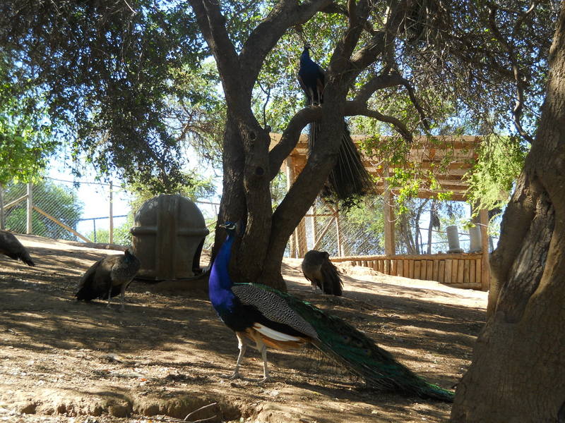 Foto: Quilpue - Quilpue (Valparaíso), Chile