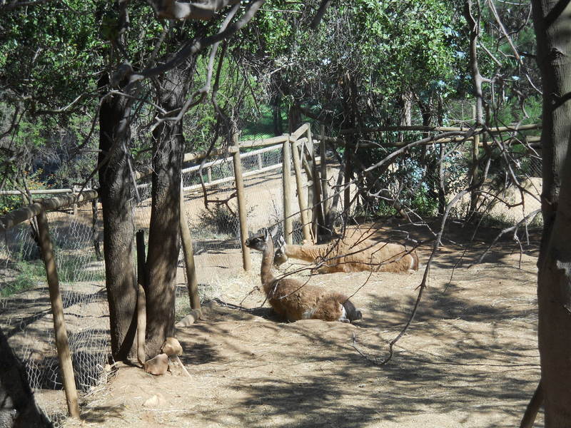 Foto: Quilpue - Quilpue (Valparaíso), Chile