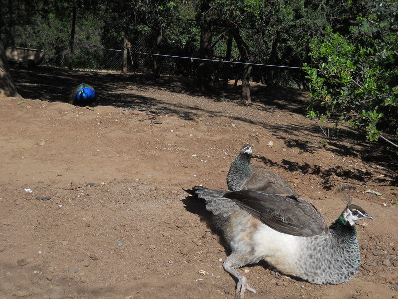 Foto: Quilpue - quilpue (Valparaíso), Chile