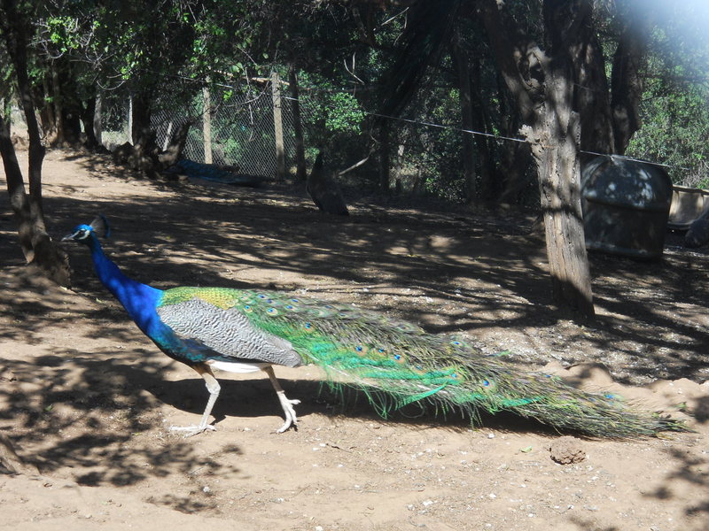 Foto: Quilpue - Quilpue (Valparaíso), Chile