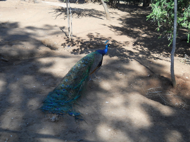 Foto: Quilpue - Quilpue (Valparaíso), Chile