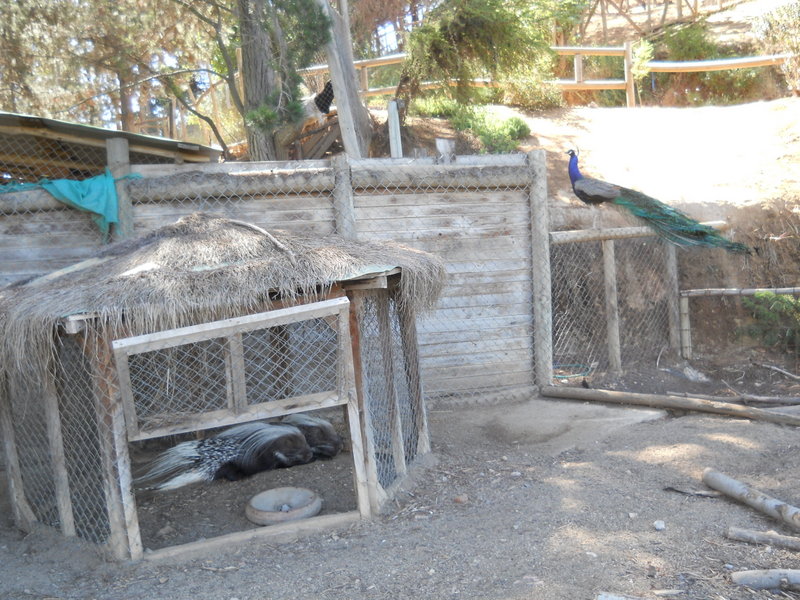 Foto: Quilpue - Quilpue (Valparaíso), Chile