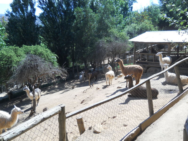 Foto: Quilpue - Quilpue (Valparaíso), Chile