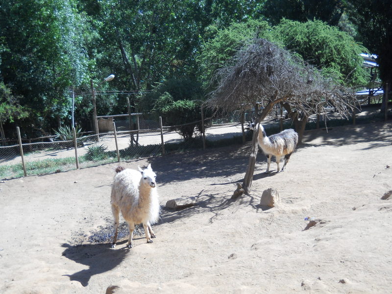 Foto: Quilpue - Quilpue (Valparaíso), Chile