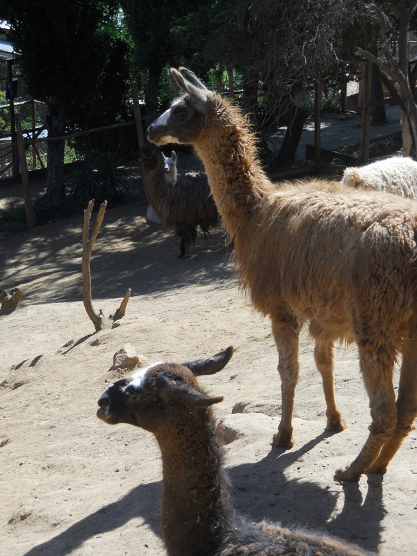 Foto: Quilpue - Quilpue (Valparaíso), Chile