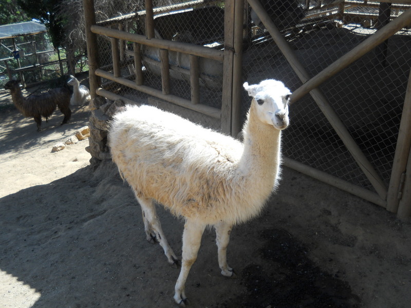 Foto: Quilpue - Quilpue (Valparaíso), Chile