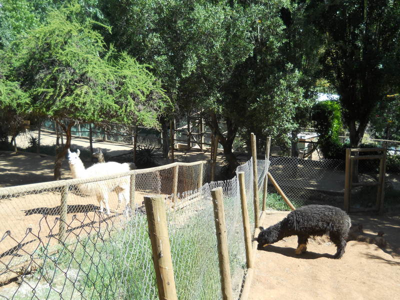 Foto: Quilpue - Quilpue (Valparaíso), Chile