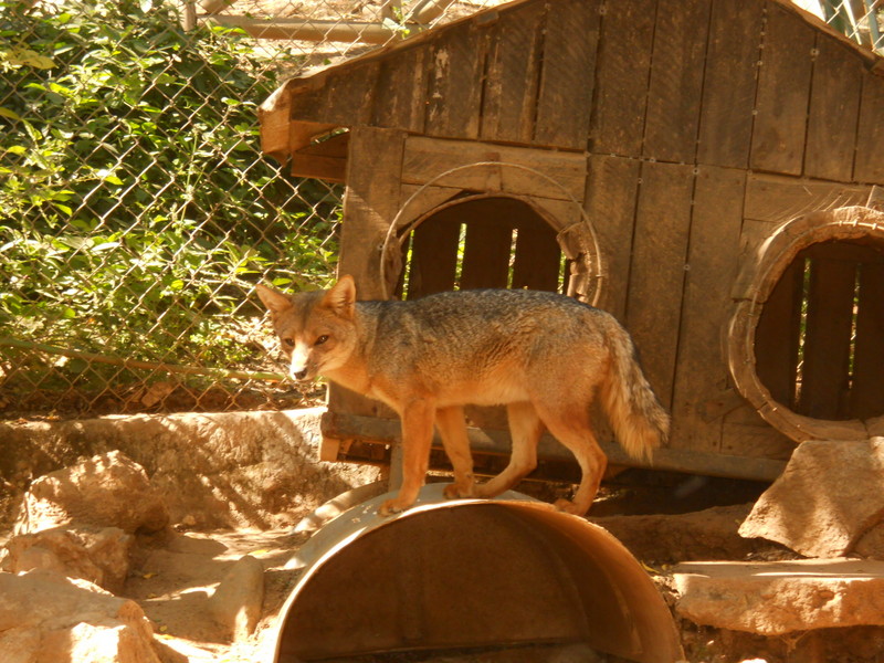 Foto: Quilpue - Quilpue (Valparaíso), Chile