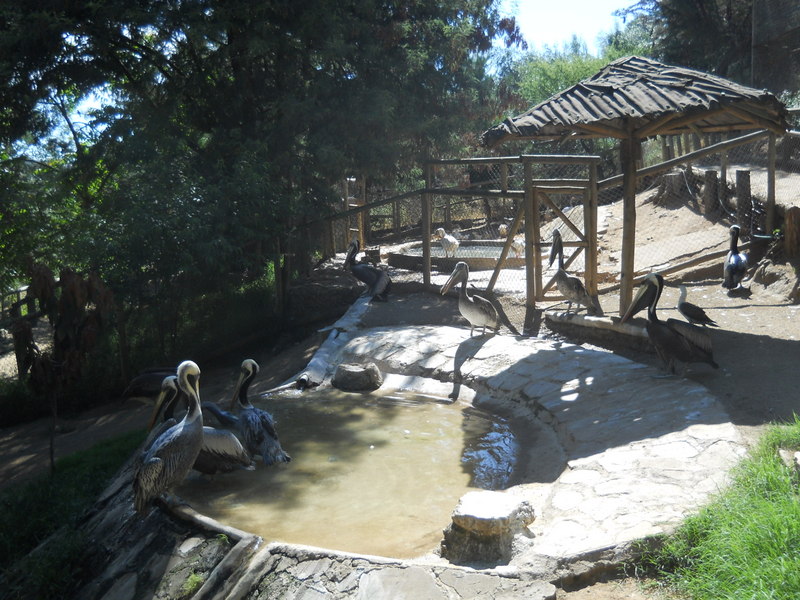 Foto: Quilpue - Quilpue (Valparaíso), Chile
