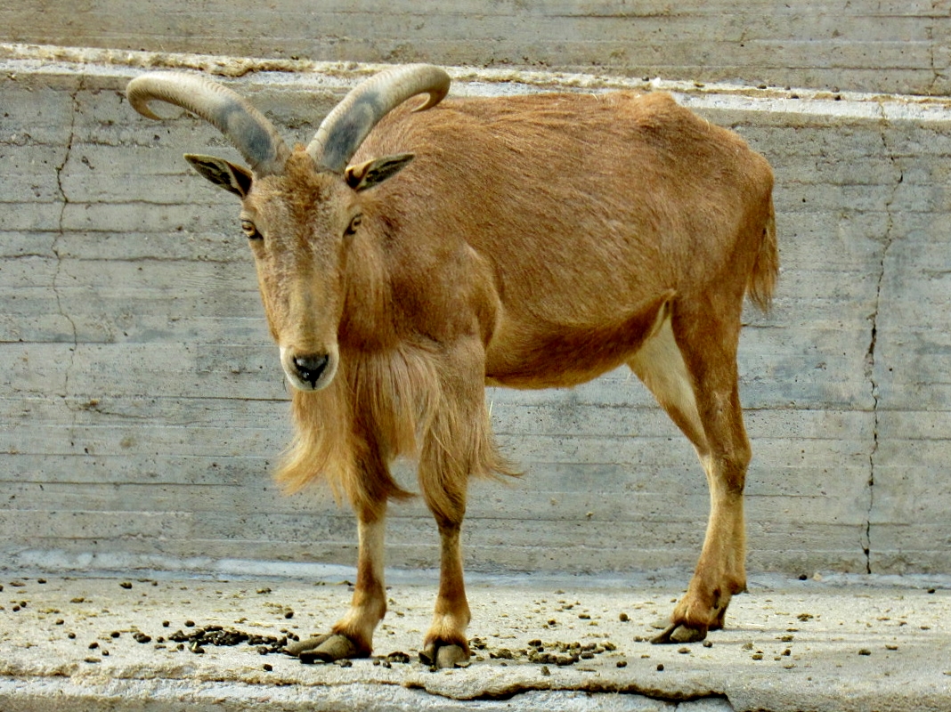 Foto: Zoo - Madrid (Comunidad de Madrid), España