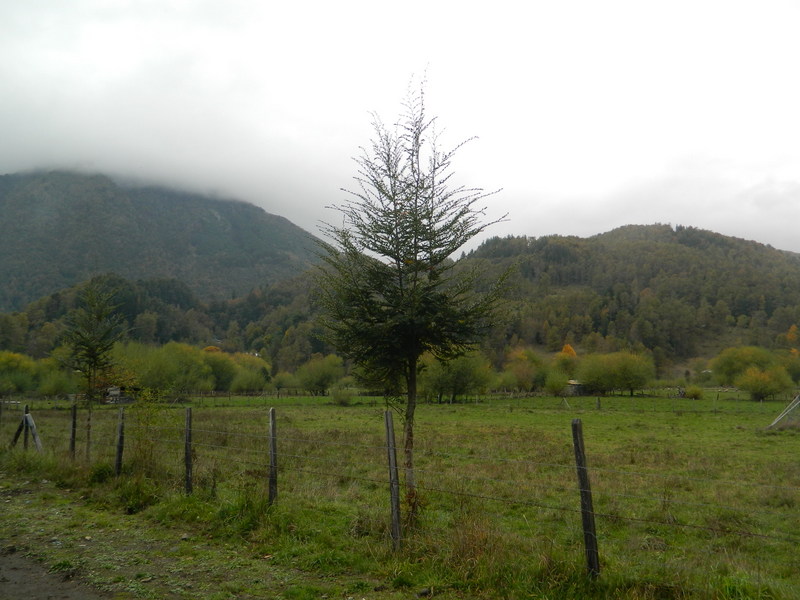 Foto: Curarrehue - Curarrehue (Araucanía), Chile