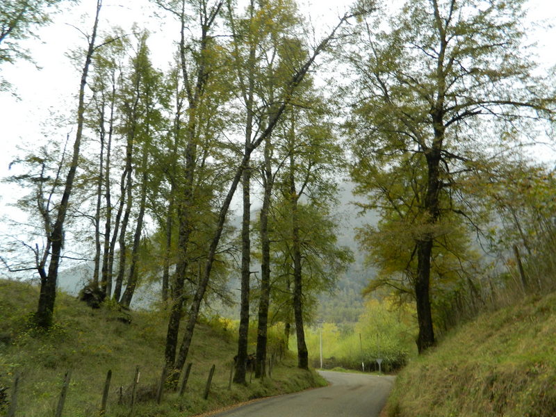 Foto: curarrehue - Curarrehue (Araucanía), Chile